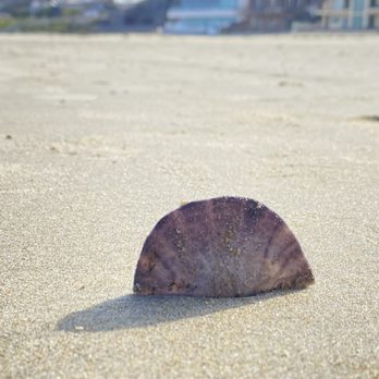La Jolla Shores - :) - Beaches Near Me - La Jolla, California La Jolla Shores - :) - Beaches Near Me - La Jolla, California