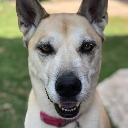 Bethany House of Paws