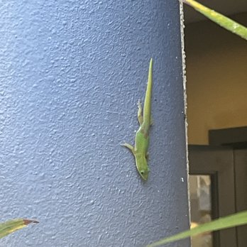 Sunset Terrace - Bars Near Me - Kailua-Kona, Hawaii