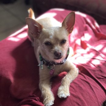 K9 Karousel - Athena's haircut - Pet Groomers Near Me - Anaheim, California