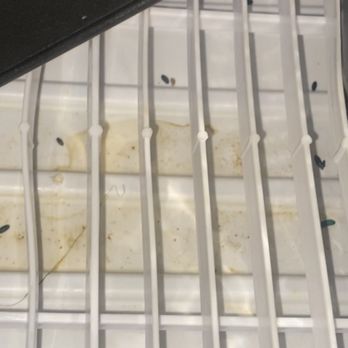 Medallion Property Management - Mice droppings and mice urine in my dish rack - Property Management Near Me - Chicago, Illinois Medallion Property Management - Mice droppings and mice urine in my dish rack - Property Management Near Me - Chicago, Illinois