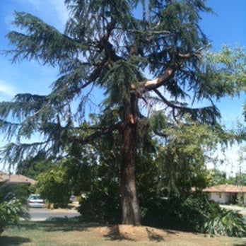 Kelly Hall Tree Service - After trimming - Tree Services Near Me - Fresno, California Kelly Hall Tree Service - After trimming - Tree Services Near Me - Fresno, California