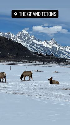 National Elk Refuge & Greater Yellowstone Visitor Center by null