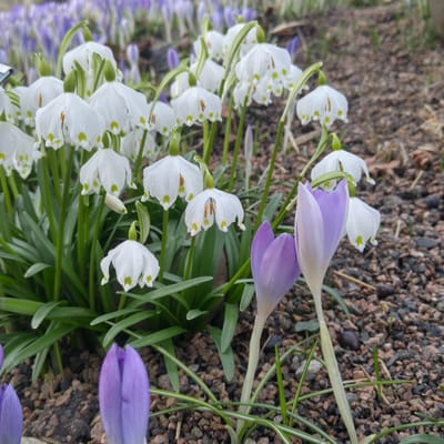 Botaniska trädgården by null