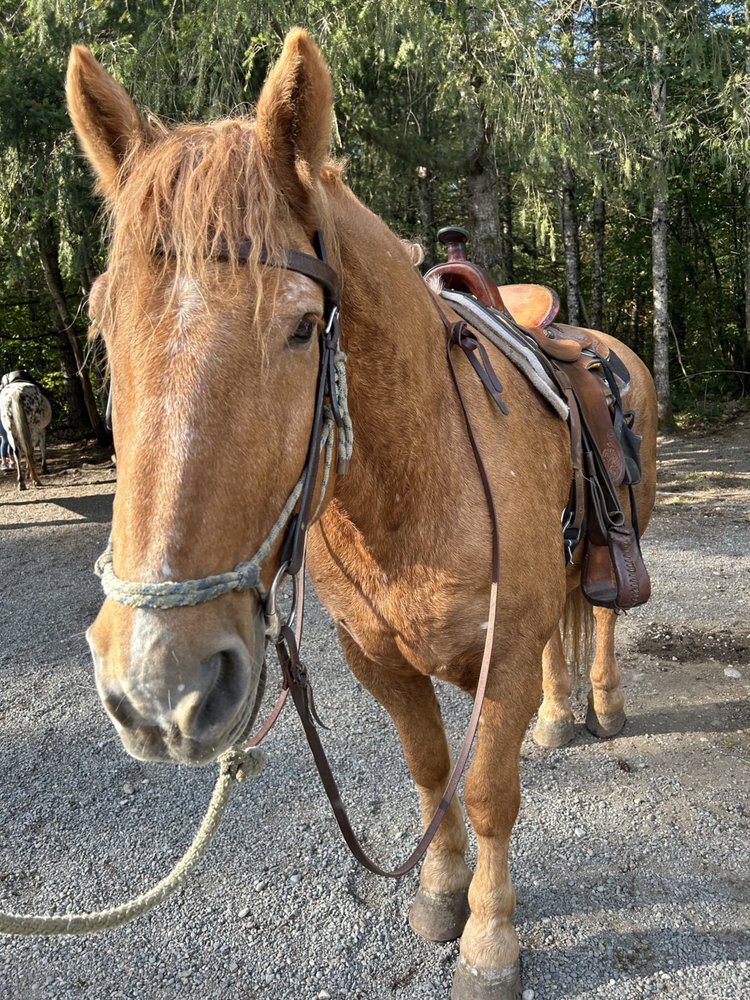 EQUINE ESCAPES Updated September 2024 23 Photos & 69 Reviews 4368