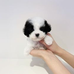 Teacups Puppies