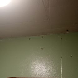 Lincoln Tunnel Motel - It's bugs in the hallway