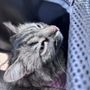 Photo of California Cat Center
