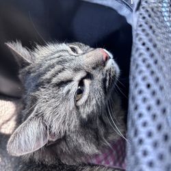 California Cat Center - Just got groomed