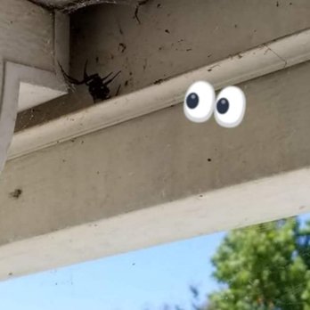 Kingdom Pest Control - Watch out for deadly spiders hiding in dark corner. Call us today to protect your family - Pest Control Near Me Kingdom Pest Control - Watch out for deadly spiders hiding in dark corner. Call us today to protect your family - Pest Control Near Me