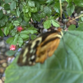 Butterfly Pavilion - Monarch - Museums Near Me - Westminster, Colorado