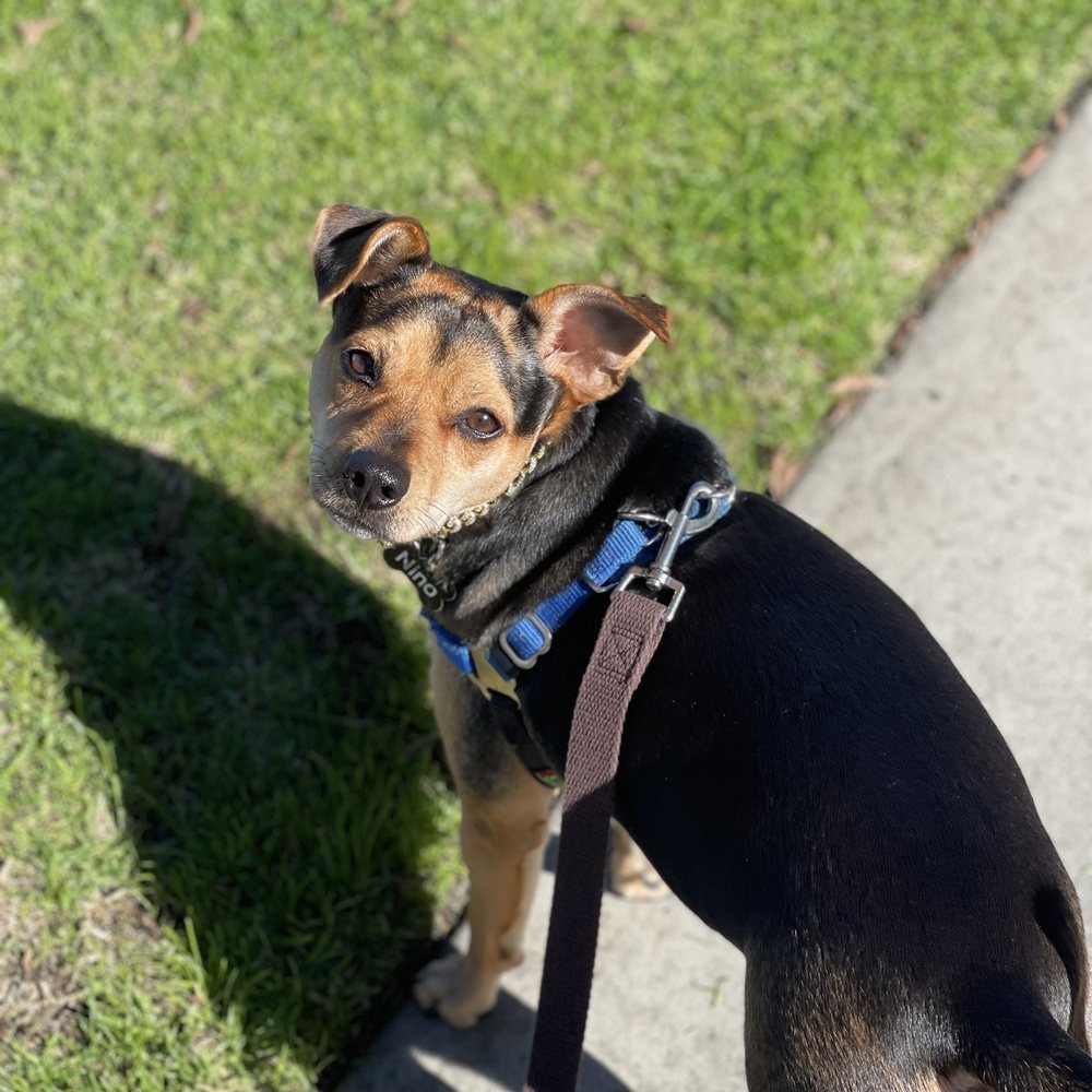 Wag Hotels - Carson - Pet Training Near Me - Carson, California Wag Hotels - Carson - Pet Training Near Me - Carson, California