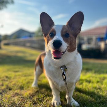 Hello Bestie Pet Services - Grooming - Pet Groomers Near Me - Covina, California Hello Bestie Pet Services - Grooming - Pet Groomers Near Me - Covina, California