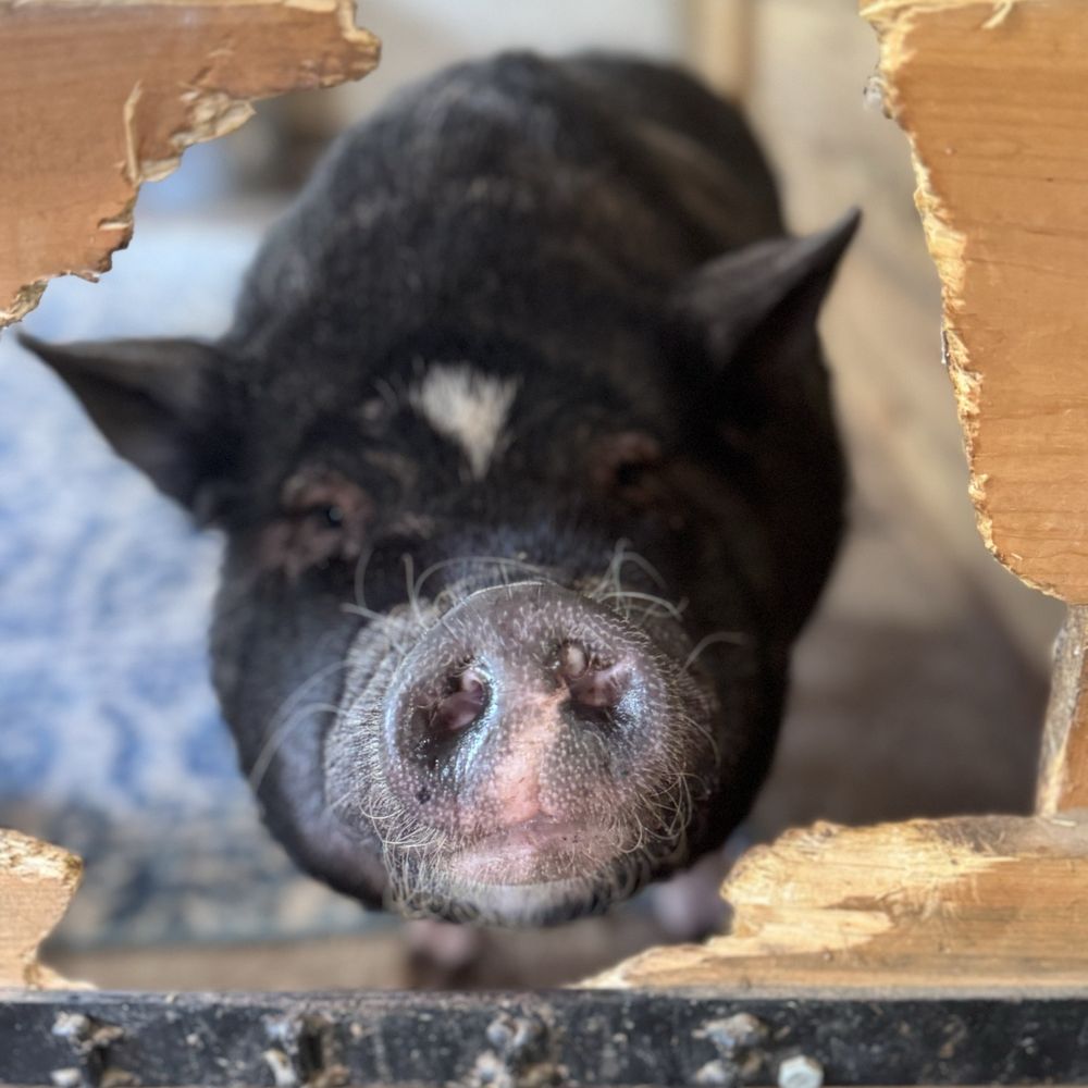 Oinking Acres Farm - One of the indoor barn pigs with blankets - Attraction Farms Near Me - Brownsburg, Indiana Oinking Acres Farm - One of the indoor barn pigs with blankets - Attraction Farms Near Me - Brownsburg, Indiana