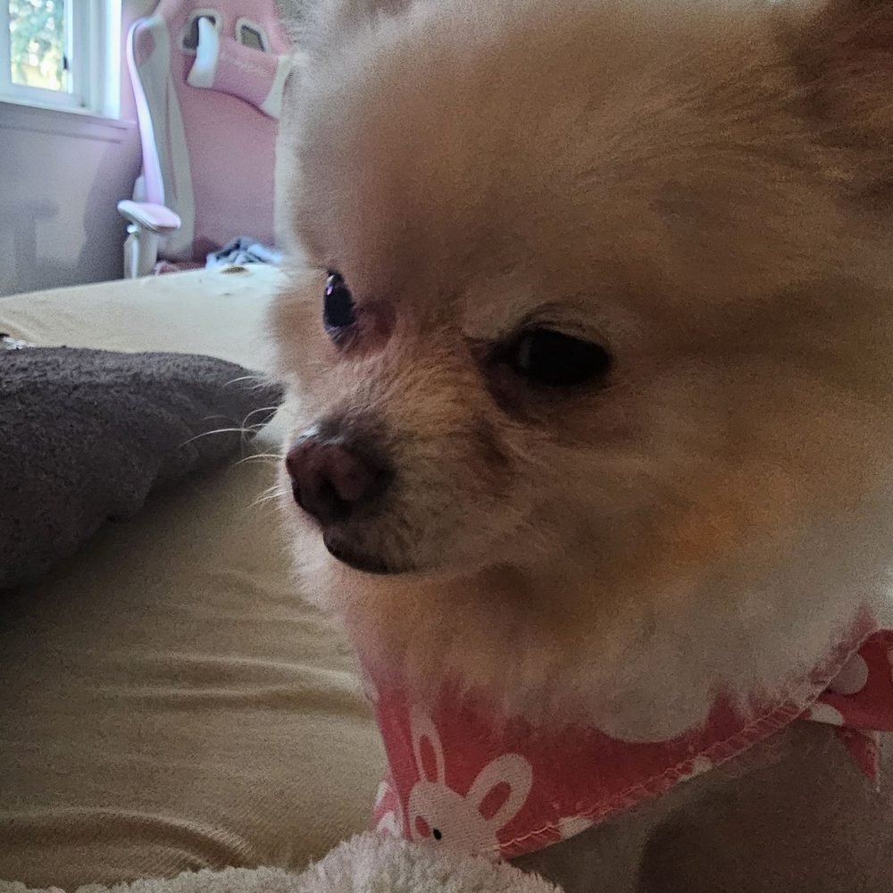 Pet Beloved - Ru the Pomeranian - Pet Groomers Near Me - San Diego, California Pet Beloved - Ru the Pomeranian - Pet Groomers Near Me - San Diego, California