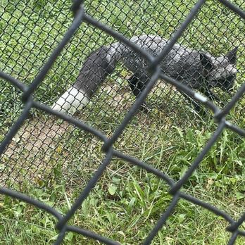 Endangered Wolf Center - Community Service/Non-Profit Near Me - Eureka, Missouri