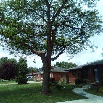 Clemens Tree Service - Tree after being trimmed - Tree Services Near Me Clemens Tree Service - Tree after being trimmed - Tree Services Near Me