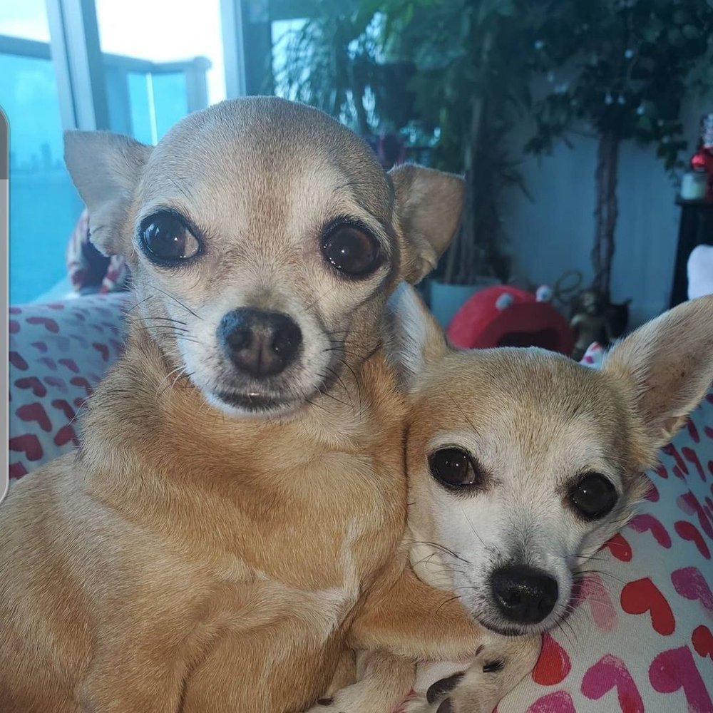 Paws 2 Care Coalition - Amanda and Armando are very grateful to Paws2Care for taking such good care of them! - Animal Shelters Near Me - Hollywood, Florida