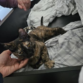 FRONT STREET ANIMAL SHELTER - Updated June 2024 - 322 Photos & 264