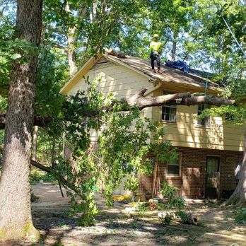 Smart Tree Service - Smart Tree Service your best choice. Contac us! - Tree Services Near Me