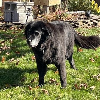 Aussie Pet Mobile Howard County - Groomed and ready for Thanksgiving! - Pet Groomers Near Me Aussie Pet Mobile Howard County - Groomed and ready for Thanksgiving! - Pet Groomers Near Me