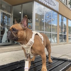 Mollywagz Pet Boutique