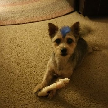 Pampered Paws - Dexter looking so rebel - Pet Groomers Near Me - Carmichael, California Pampered Paws - Dexter looking so rebel - Pet Groomers Near Me - Carmichael, California