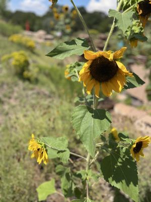 Santa Fe Botanical Garden by null