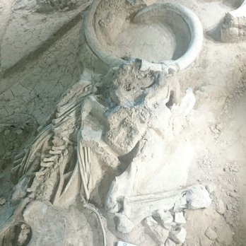 Waco Mammoth National Monument - Museums Near Me - Waco, Texas