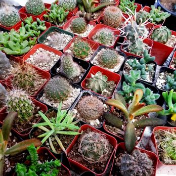 Arium Botanicals - Tiny pots of succulents. - Nurseries & Gardening Near Me - PORTLAND, Oregon Arium Botanicals - Tiny pots of succulents. - Nurseries & Gardening Near Me - PORTLAND, Oregon
