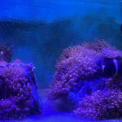 Hong Kong Tropical Fish