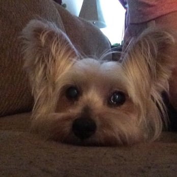 Splash Doggie - Pet Groomers Near Me - Burbank, California