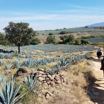 Tequila Tour by Mickey Marentes - Food Tours Near Me - Guadalajara, JAL