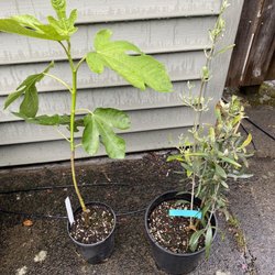 One Green World - What I took home - a fig and olive tree - wish me good luck that they survive under my care!