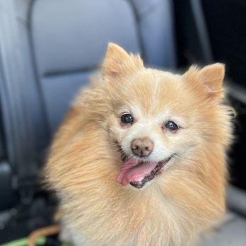 Snip N' Clip Dog Grooming - Cece loves his trim - Pet Groomers Near Me - Secaucus, New Jersey Snip N' Clip Dog Grooming - Cece loves his trim - Pet Groomers Near Me - Secaucus, New Jersey