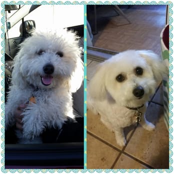 Top Knots & Tabbies - Pet Groomers Near Me - Methuen, Massachusetts