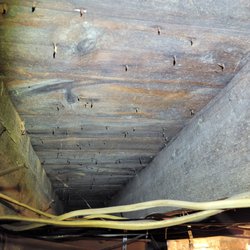 Home Inspections - Mold growing in basement