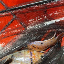 Club Aquatica Limited Liability - Aquarium Freshwater Fish