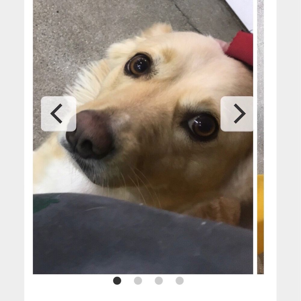 K9 Loft - We loved getting daily report cards for our boy! - Pet Groomers Near Me - Sherman Oaks, California K9 Loft - We loved getting daily report cards for our boy! - Pet Groomers Near Me - Sherman Oaks, California
