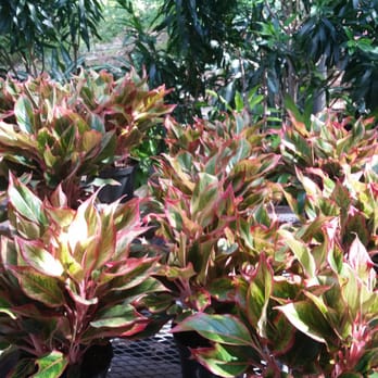 Plants Le Bacle Horticultural Design - Nurseries & Gardening Near Me - New York, New York Plants Le Bacle Horticultural Design - Nurseries & Gardening Near Me - New York, New York