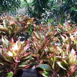 Plants Le Bacle Horticultural Design