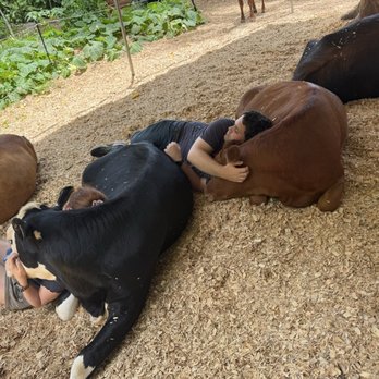 Krishna Cow Sanctuary - You can really cuddle with the cows - Animal Physical Therapy Near Me