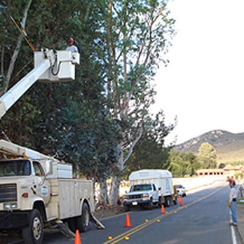 D's R Trees - Tree Services Near Me D's R Trees - Tree Services Near Me