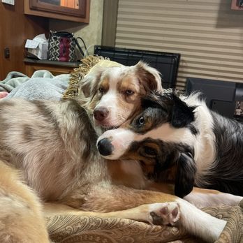Adorable Pets by Dena - Pet Groomers Near Me - Valrico, Florida Adorable Pets by Dena - Pet Groomers Near Me - Valrico, Florida