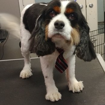 Downtown Dog Lounge - Ballard - Clean Boy - Pet Training Near Me - Seattle, Washington