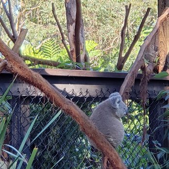 Australian Reptile Park - Zoos Near Me - Somersby, NSW Australian Reptile Park - Zoos Near Me - Somersby, NSW