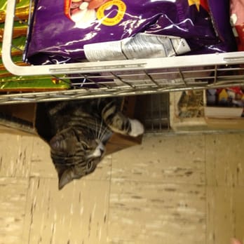 Oriental Pastry & Grocery - Delicious spices and ingredients, friendly pet cats! - International Grocery Near Me - Brooklyn, New York Oriental Pastry & Grocery - Delicious spices and ingredients, friendly pet cats! - International Grocery Near Me - Brooklyn, New York