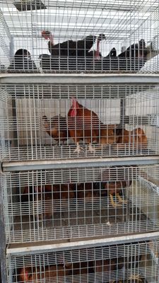 john's feed & pet supplies