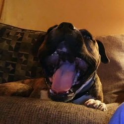 Rutland Veterinary Clinic - Beowulf says "Thank you Rutland Vet Clinic"