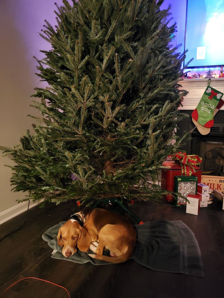 BELMONT CHRISTMAS TREE FARM Updated September 2024 16 Photos 7533